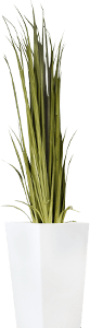 Planta